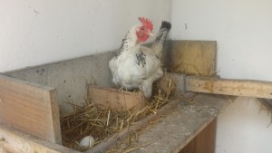 Chicken on a Polish farm