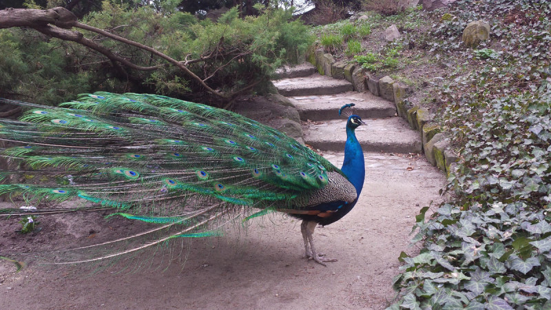 Łazienki Królewskie Peacock