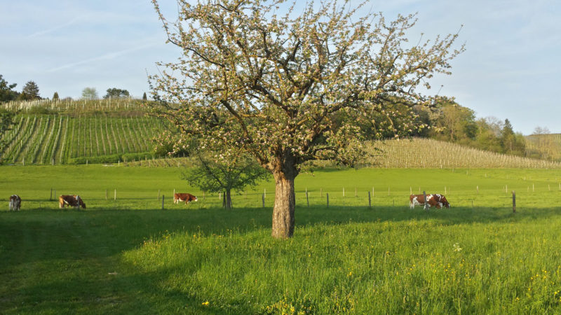 Switzerland Pastoral Fields