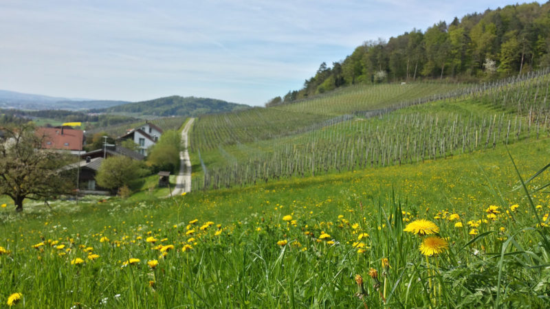 Switzerland's Pastoral Fields
